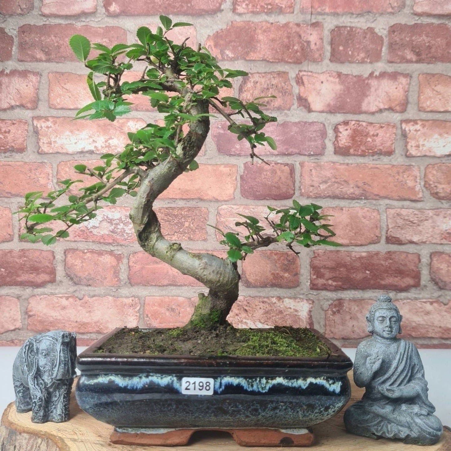 Chinese Elm (Ulmus Parvifolia) Bonsai Tree | Shaped | In 20cm Pot