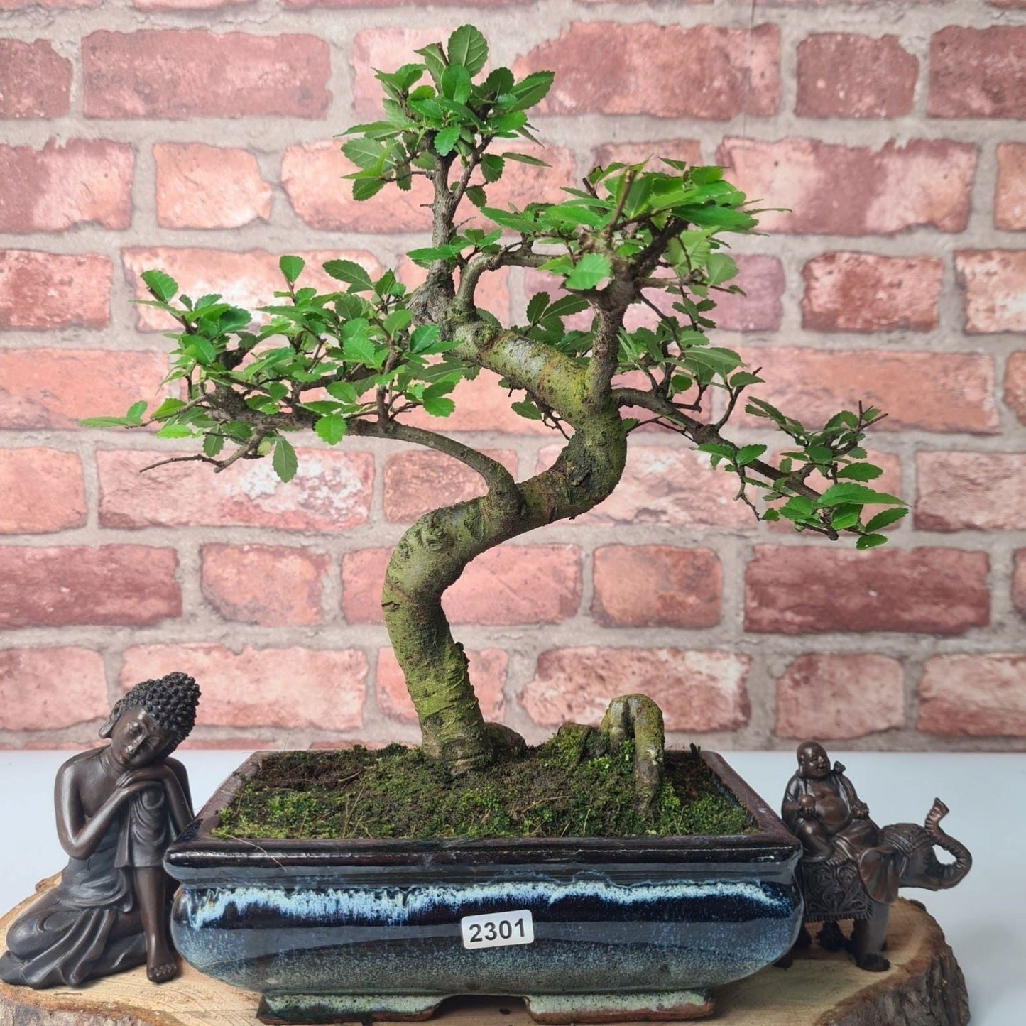 Chinese Elm (Ulmus Parvifolia) Bonsai Tree | Shaped | In 20cm Pot