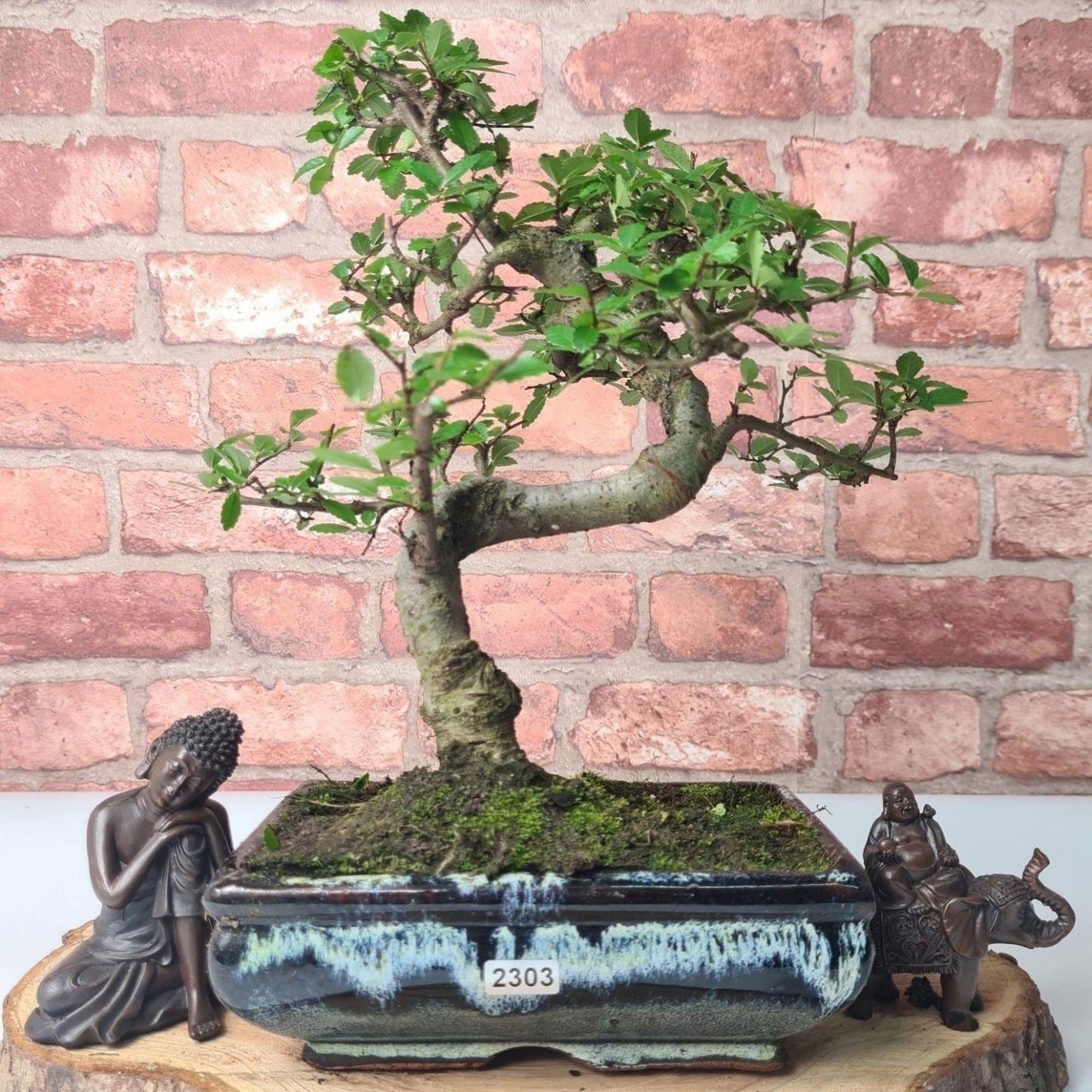 Chinese Elm (Ulmus Parvifolia) Bonsai Tree | Shaped | In 20cm Pot