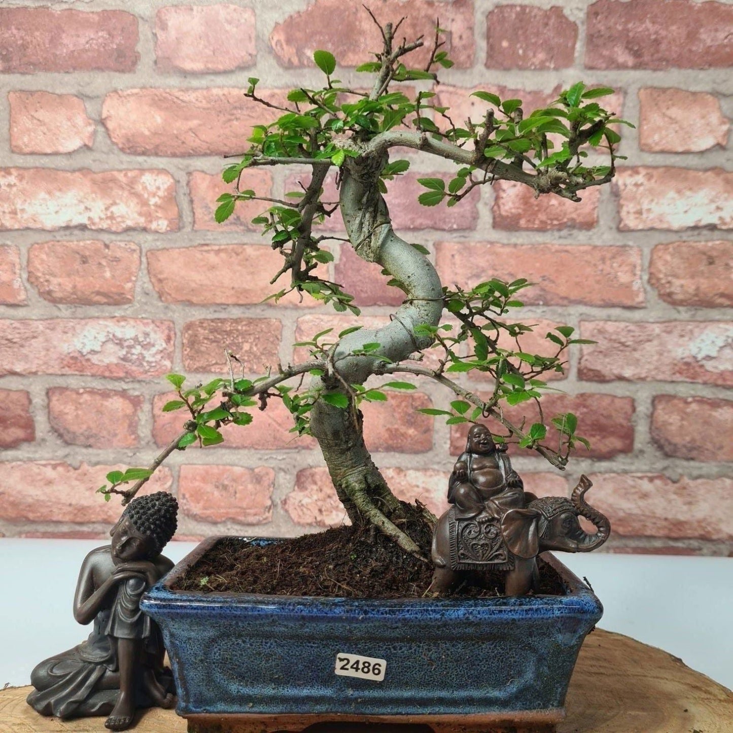 Chinese Elm (Ulmus Parvifolia) Bonsai Tree | Shaped | In 20cm Pot