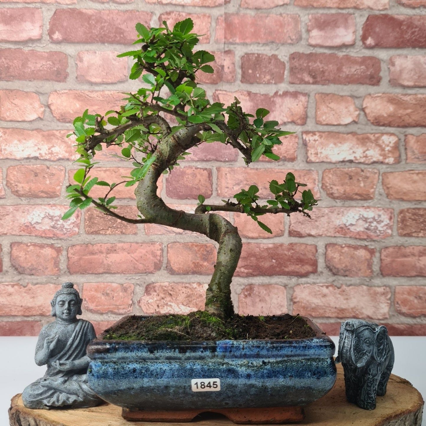 Chinese Elm (Ulmus Parvifolia) Bonsai Tree | Shaped | In 20cm Pot