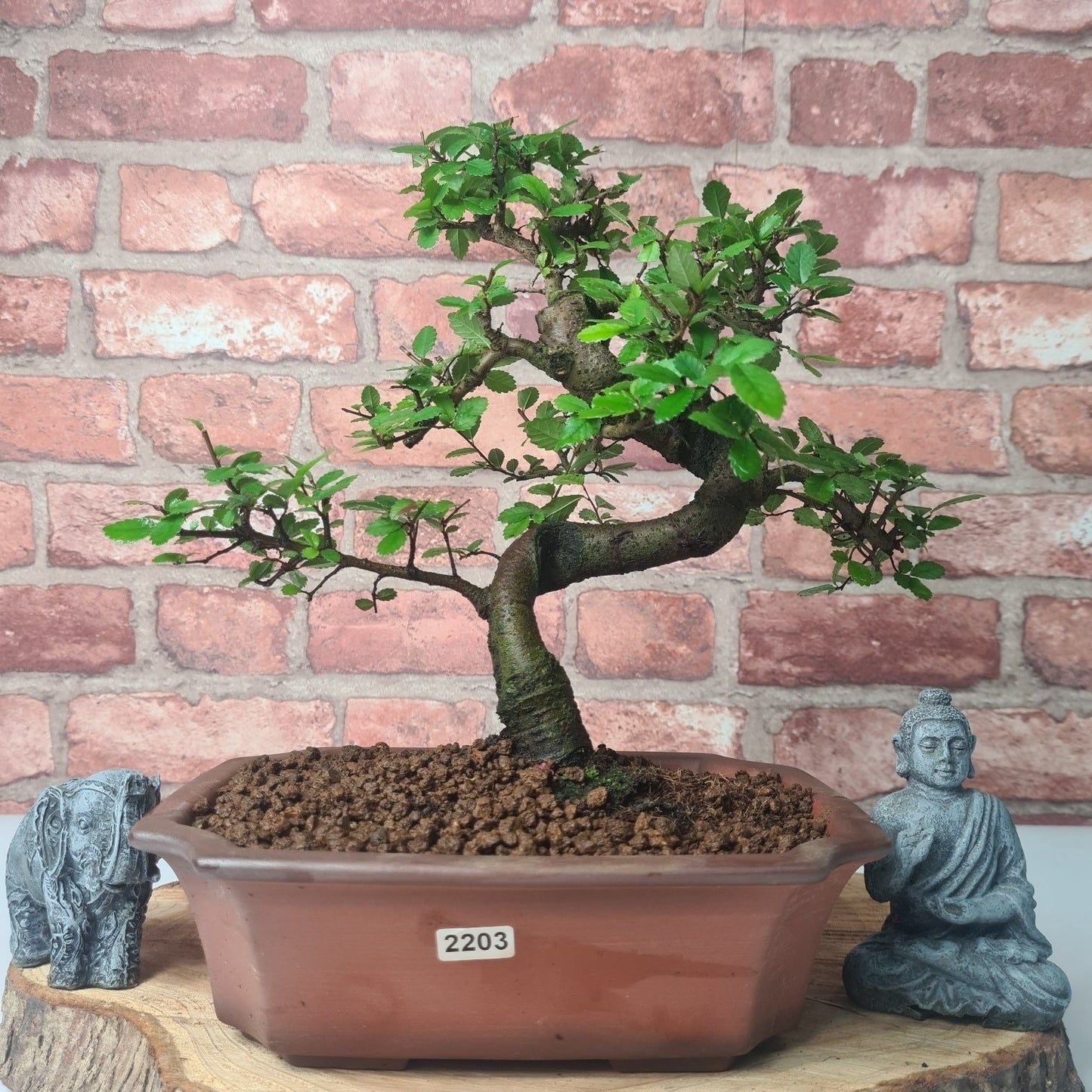 Chinese Elm (Ulmus Parvifolia) Bonsai Tree | Shaped | In 20cm Pot