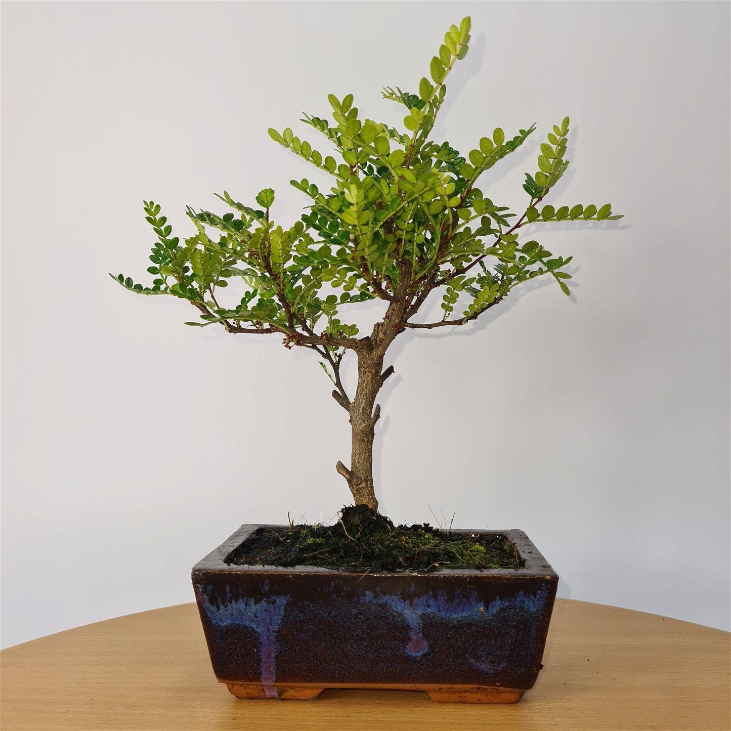 Chinese Pepper (Zanthoxylum Pipertum) Bonsai Tree | Broom | In 20cm Pot