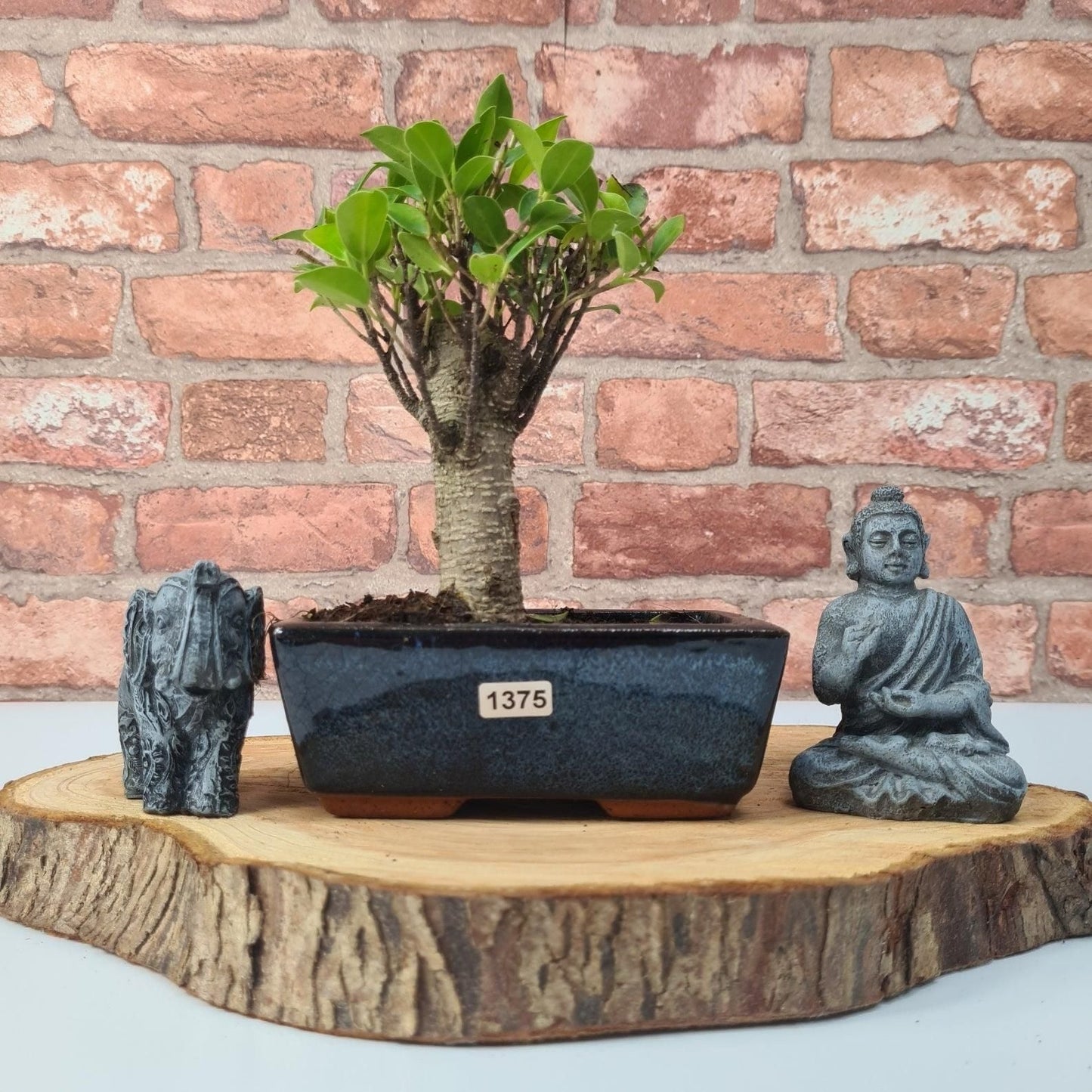 Ficus Microcarpa (Banyan Fig) Indoor Bonsai Tree | Broom | In 15cm Pot