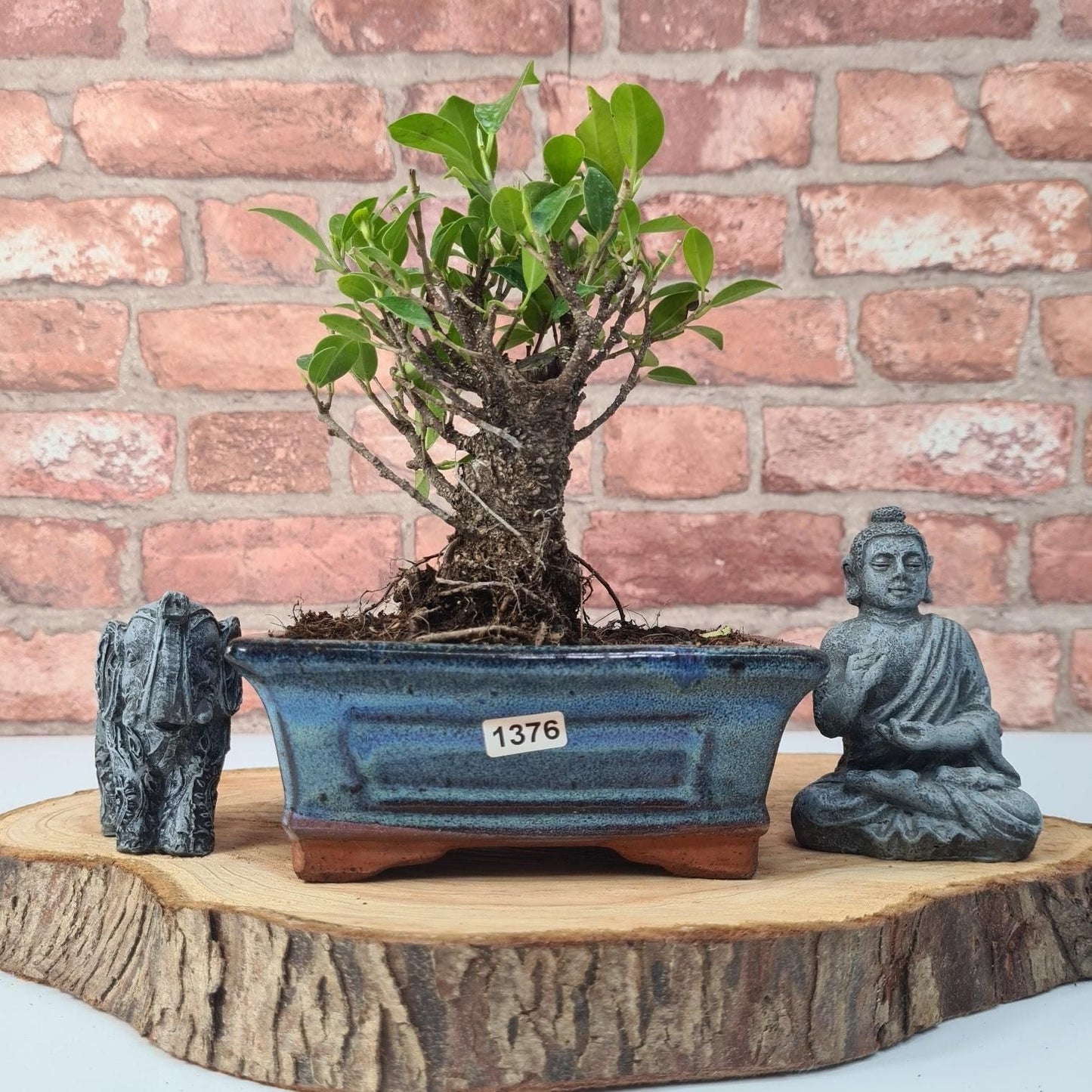 Ficus Microcarpa (Banyan Fig) Indoor Bonsai Tree | Broom | In 15cm Pot