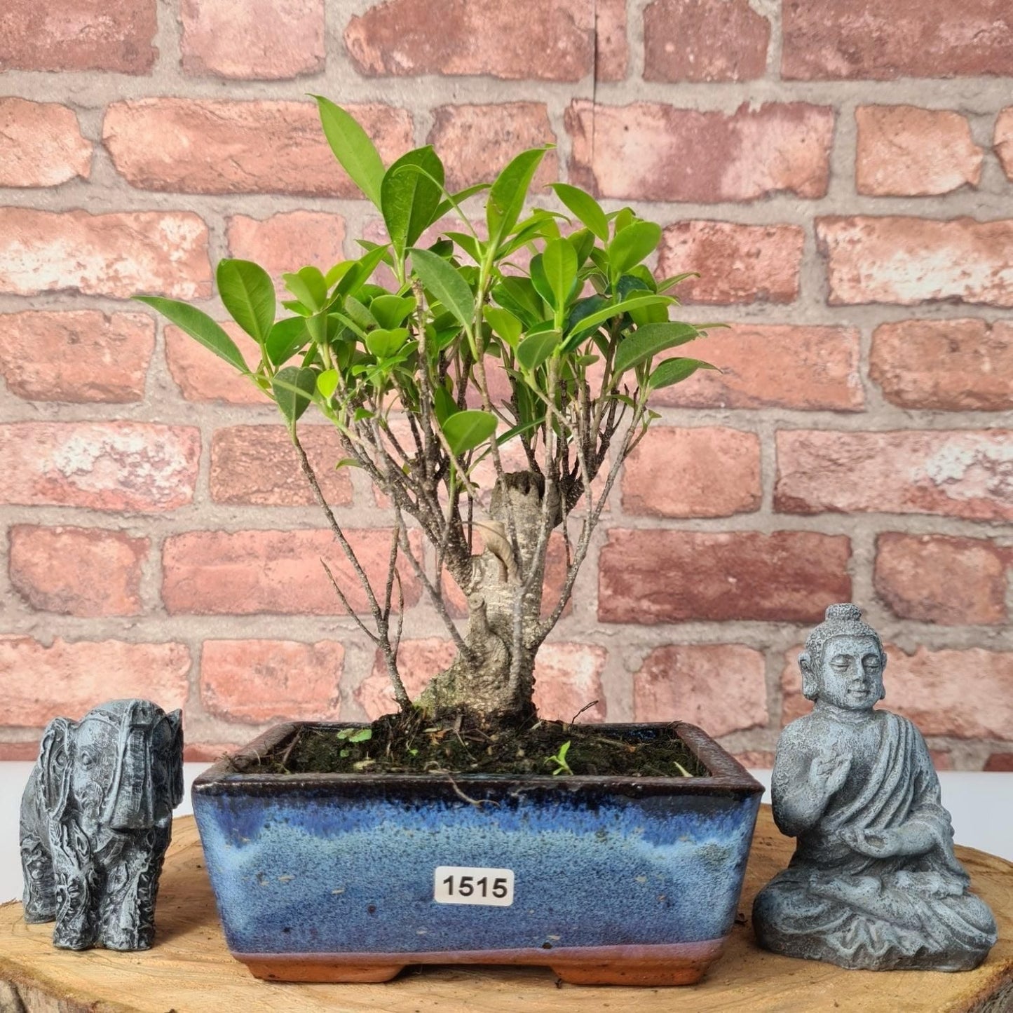 Ficus Microcarpa (Banyan Fig) Indoor Bonsai Tree | Broom | In 15cm Pot