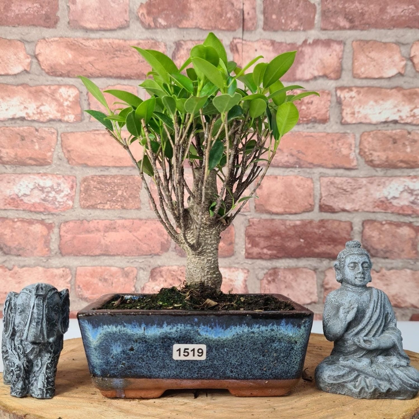 Ficus Microcarpa (Banyan Fig) Indoor Bonsai Tree | Broom | In 15cm Pot