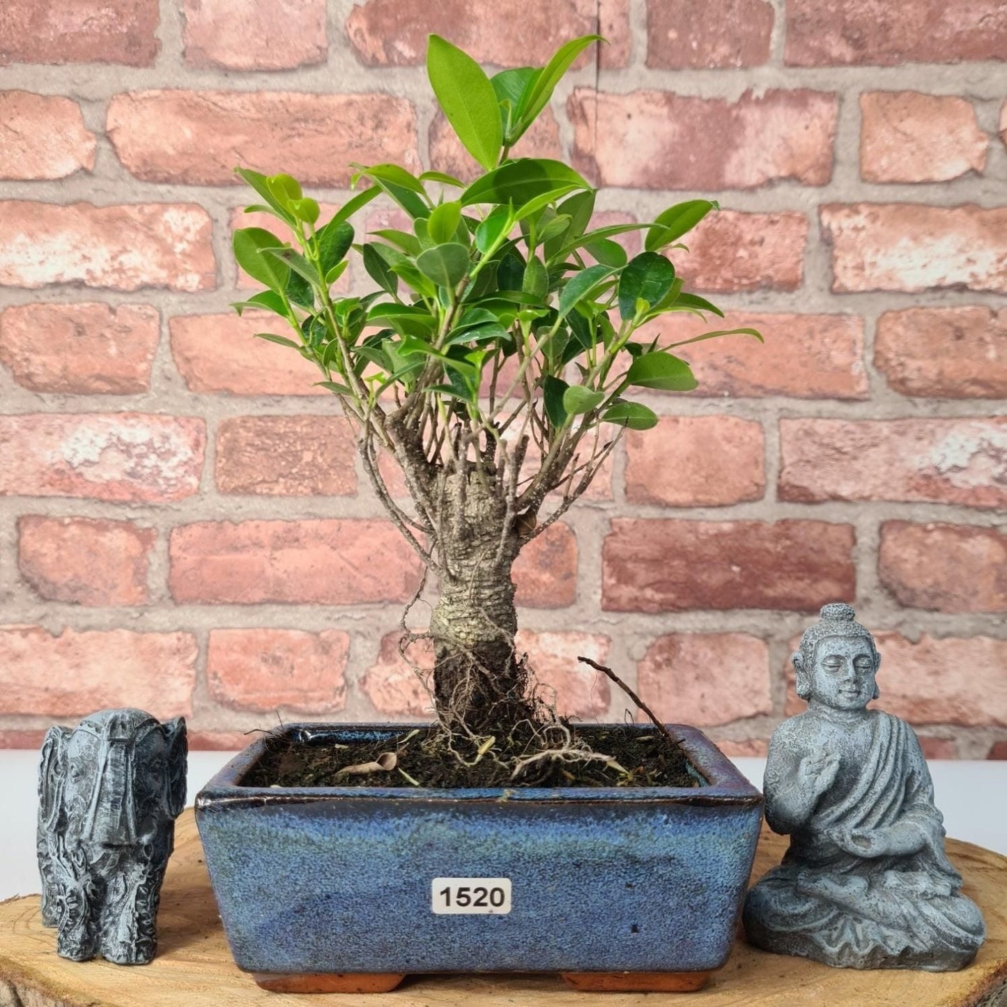 Ficus Microcarpa (Banyan Fig) Indoor Bonsai Tree | Broom | In 15cm Pot