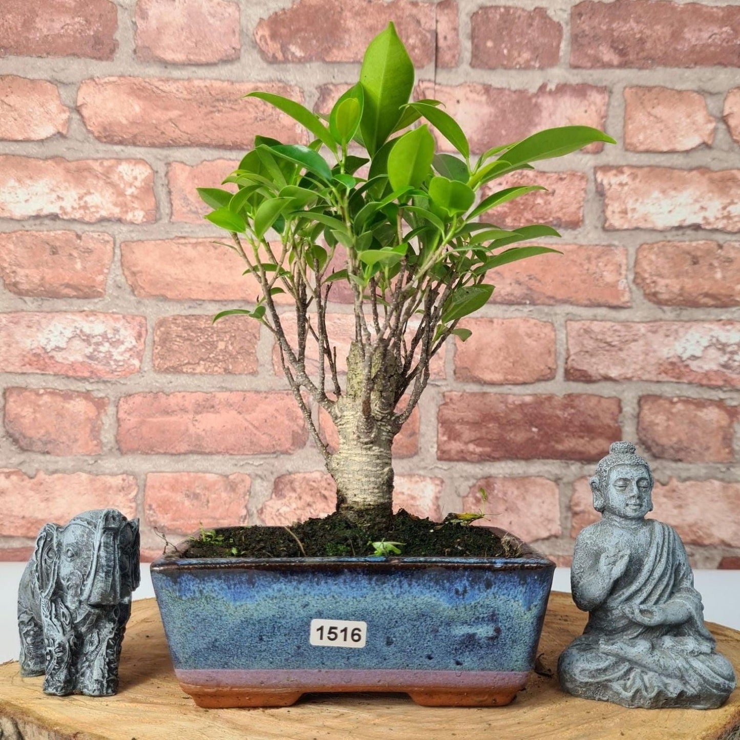 Ficus Microcarpa (Banyan Fig) Indoor Bonsai Tree | Broom | In 15cm Pot