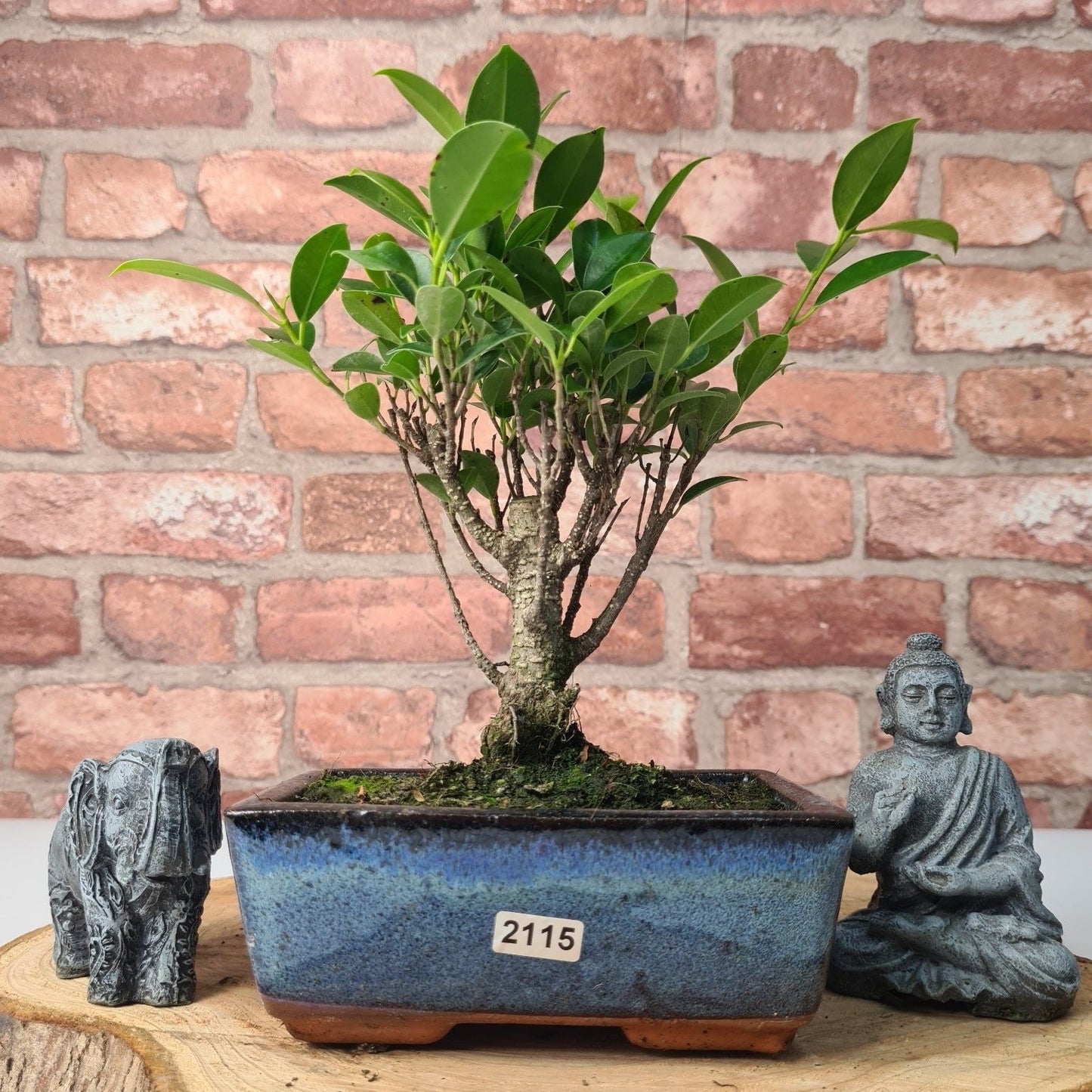 Ficus Microcarpa (Banyan Fig) Indoor Bonsai Tree | Broom | In 15cm Pot