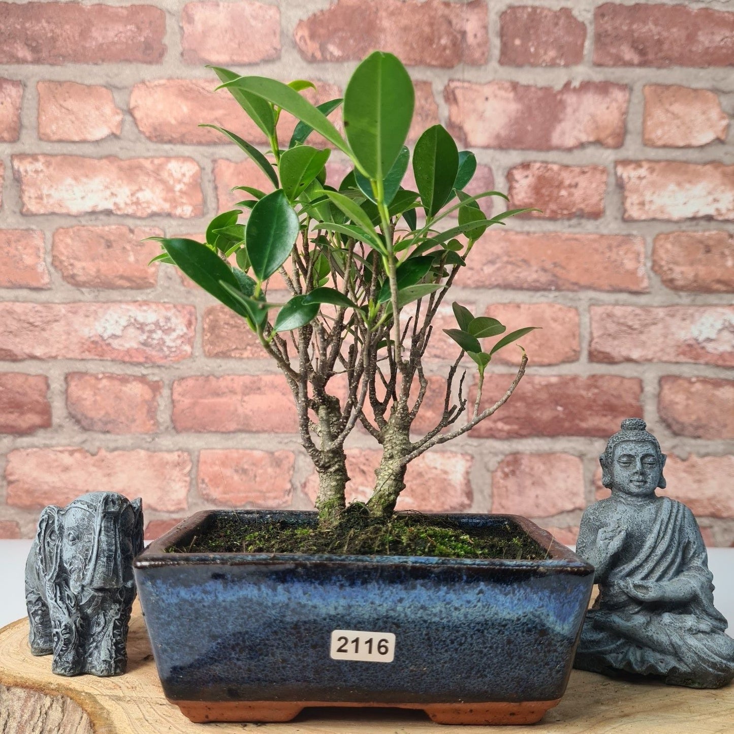 Ficus Microcarpa (Banyan Fig) Indoor Bonsai Tree | Broom | In 15cm Pot