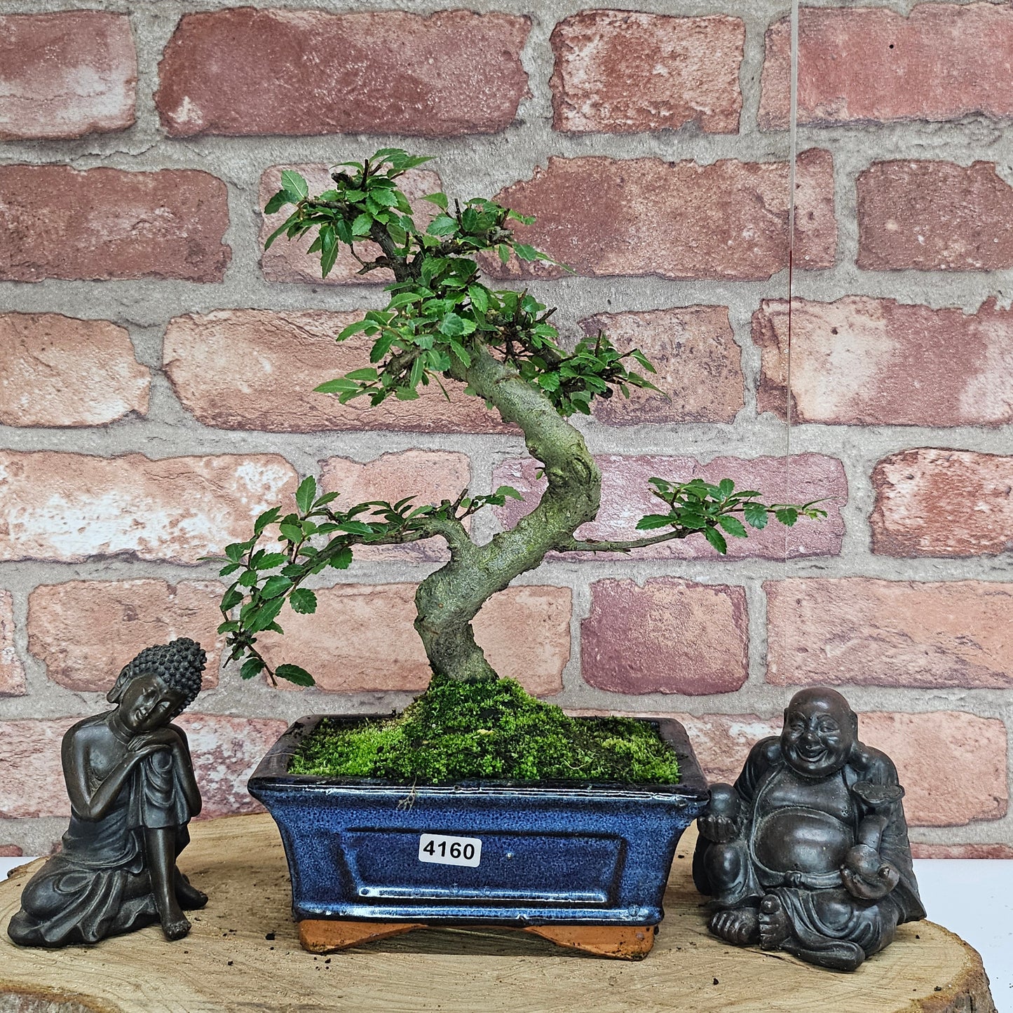 Bonsai tree in a pot with two Buddha statues against a brick wall.