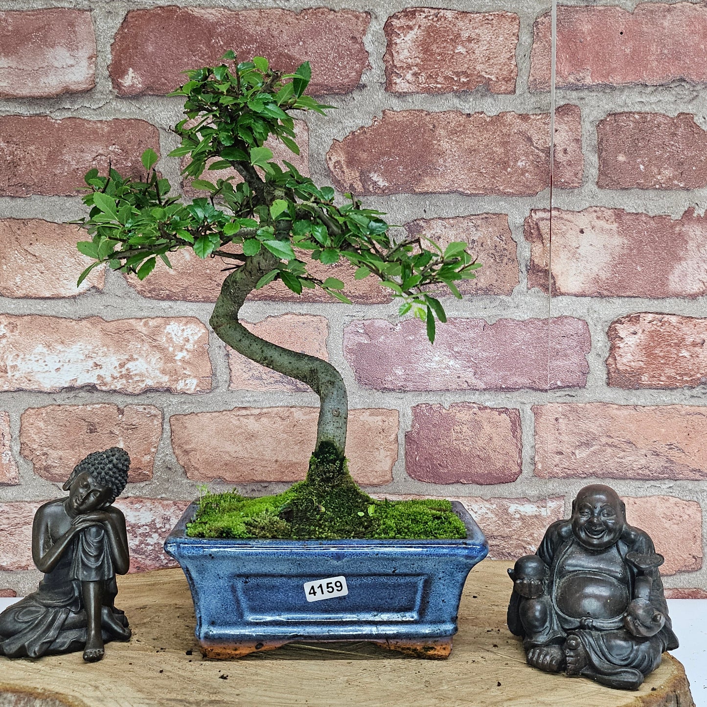 Bonsai tree in a pot with two Buddha statues on a wooden surface against a brick wall.