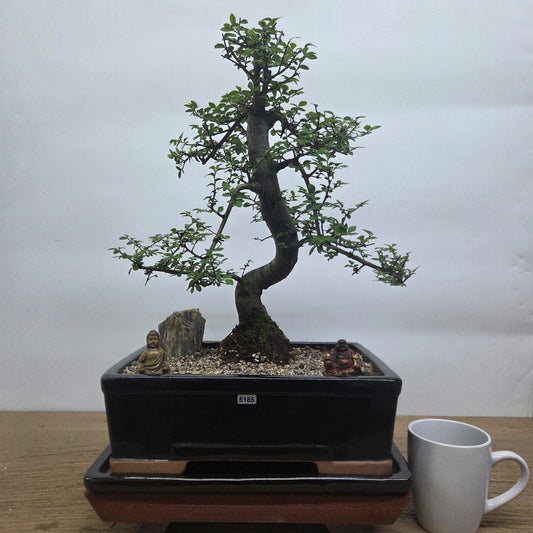 Chinese Elm (Ulmus Parvifolia) Premium Bonsai Tree Bundle | Shaped | In 31cm Pot