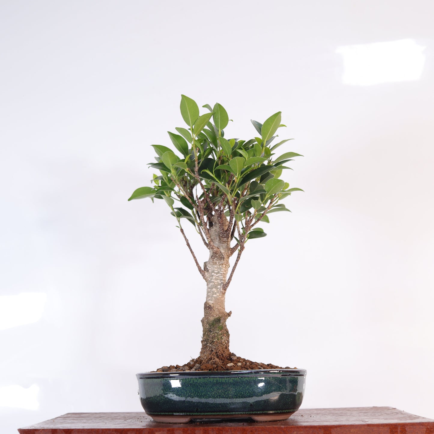 Ficus Microcarpa (Banyan Fig) Indoor Bonsai Tree | Broom | In 16cm Pot | Excellent Gift