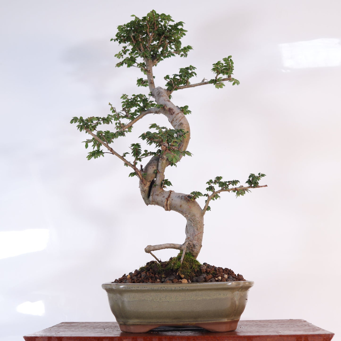Chinese Elm (Ulmus Parvifolia) Bonsai Tree | Shaped | In 18cm Pot | Great Gift