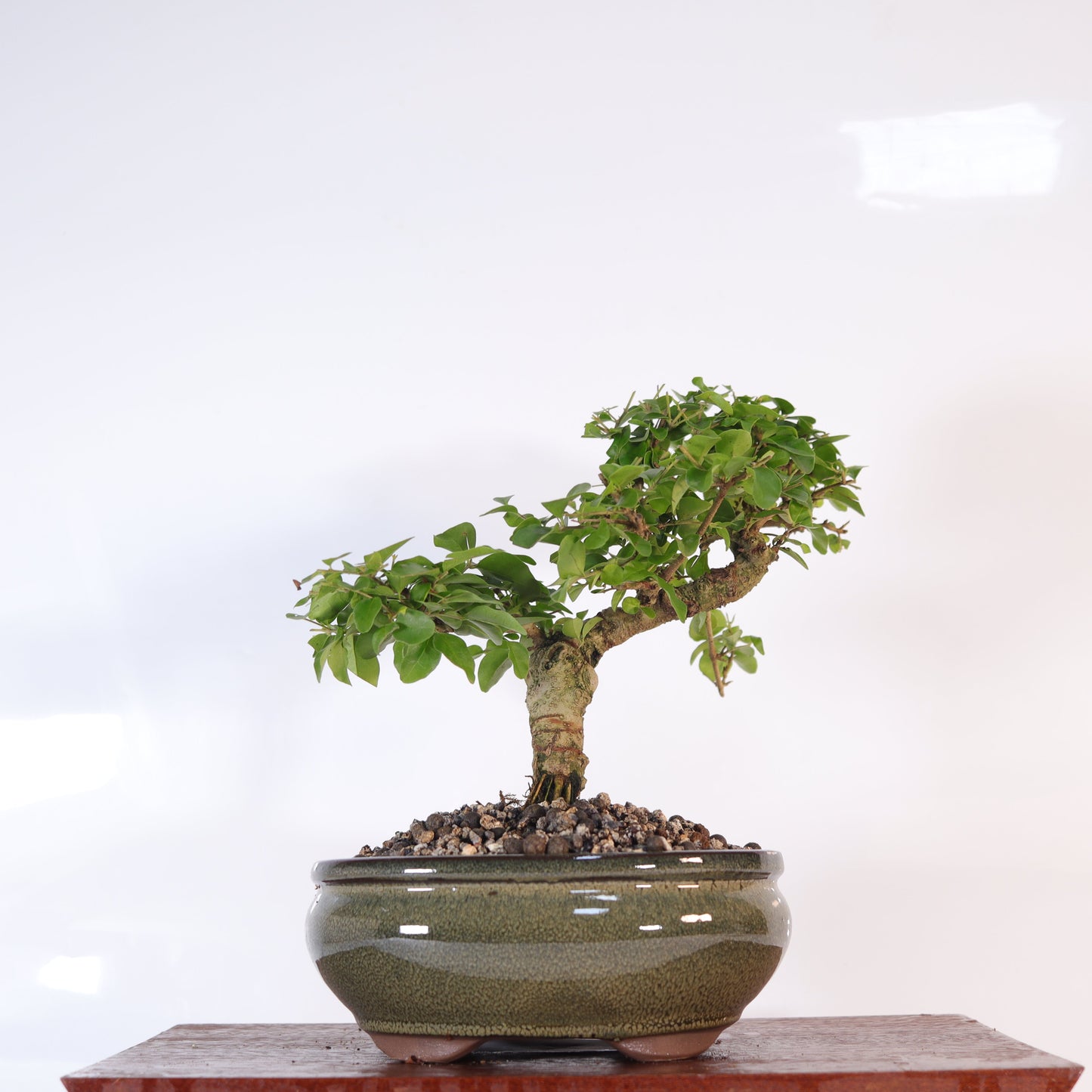 Chinese Privet (Ligustrum Sinense) Bonsai Tree | Shaped | In 20cm Pot | Superb Gift