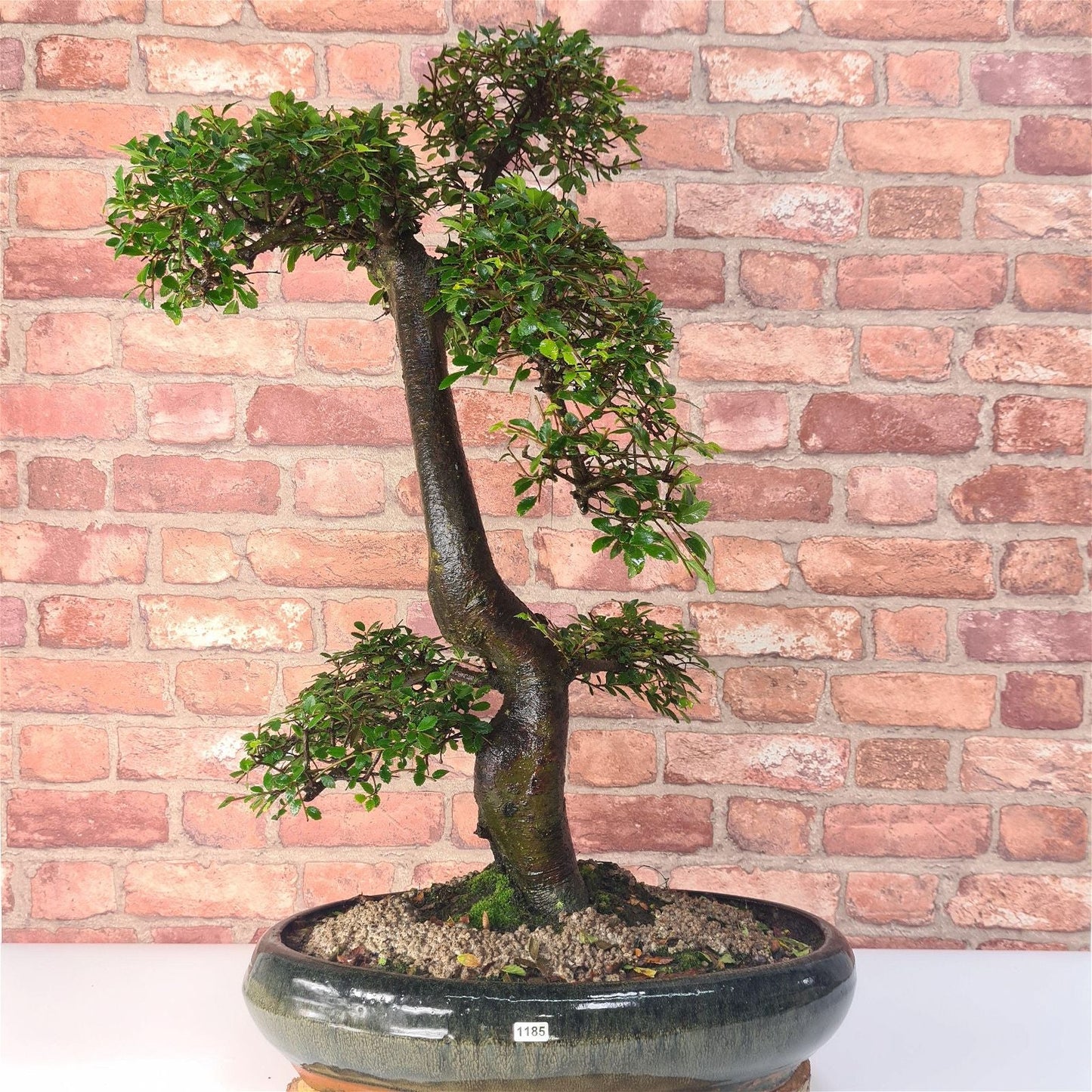 Large Chinese Elm (Ulmus Parvifolia) Bonsai Tree | Shaped | In 35cm Pot