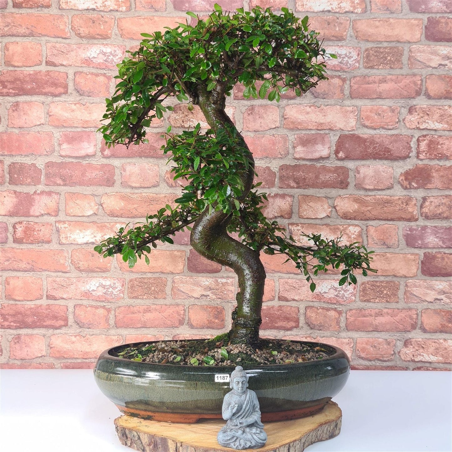 Large Chinese Elm (Ulmus Parvifolia) Bonsai Tree | Shaped | In 35cm Pot