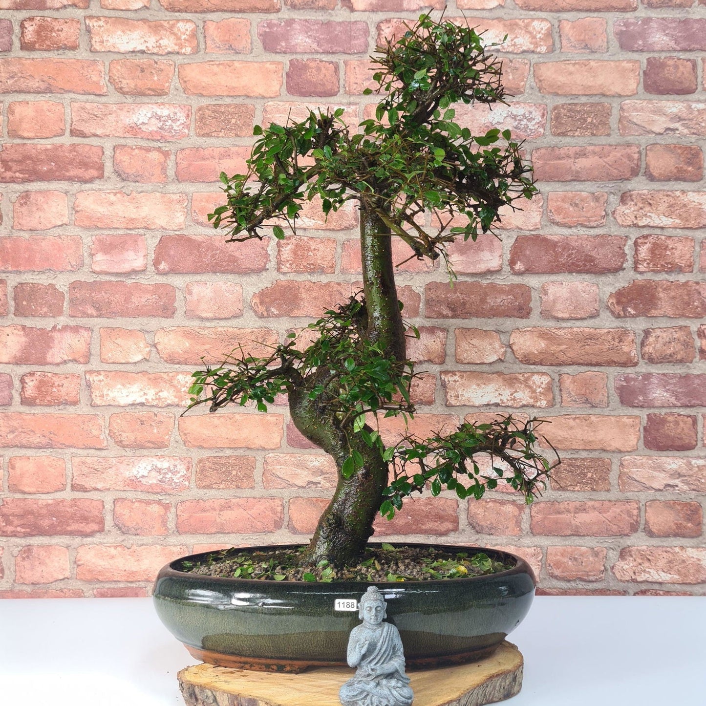 Large Chinese Elm (Ulmus Parvifolia) Bonsai Tree | Shaped | In 35cm Pot