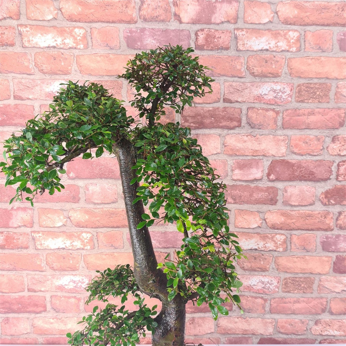 Large Chinese Elm (Ulmus Parvifolia) Bonsai Tree | Shaped | In 35cm Pot