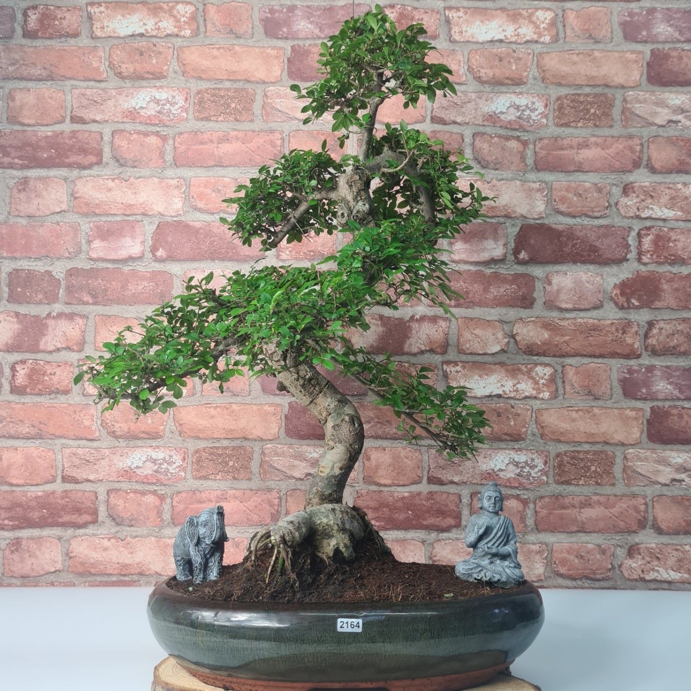 Large Chinese Elm (Ulmus Parvifolia) Bonsai Tree | Shaped | In 35cm Pot