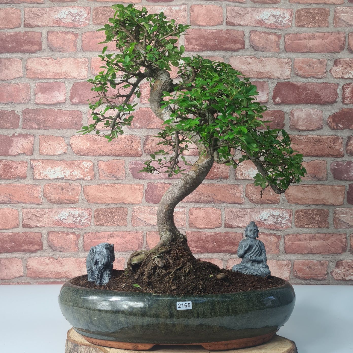 Large Chinese Elm (Ulmus Parvifolia) Bonsai Tree | Shaped | In 35cm Pot