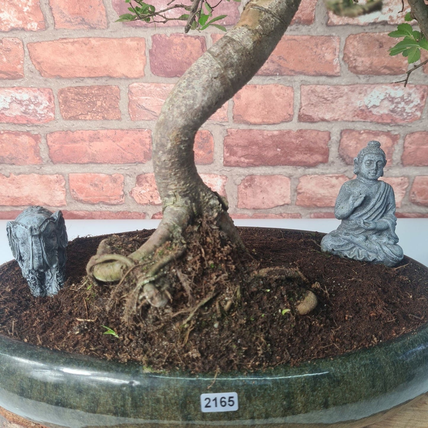 Large Chinese Elm (Ulmus Parvifolia) Bonsai Tree | Shaped | In 35cm Pot