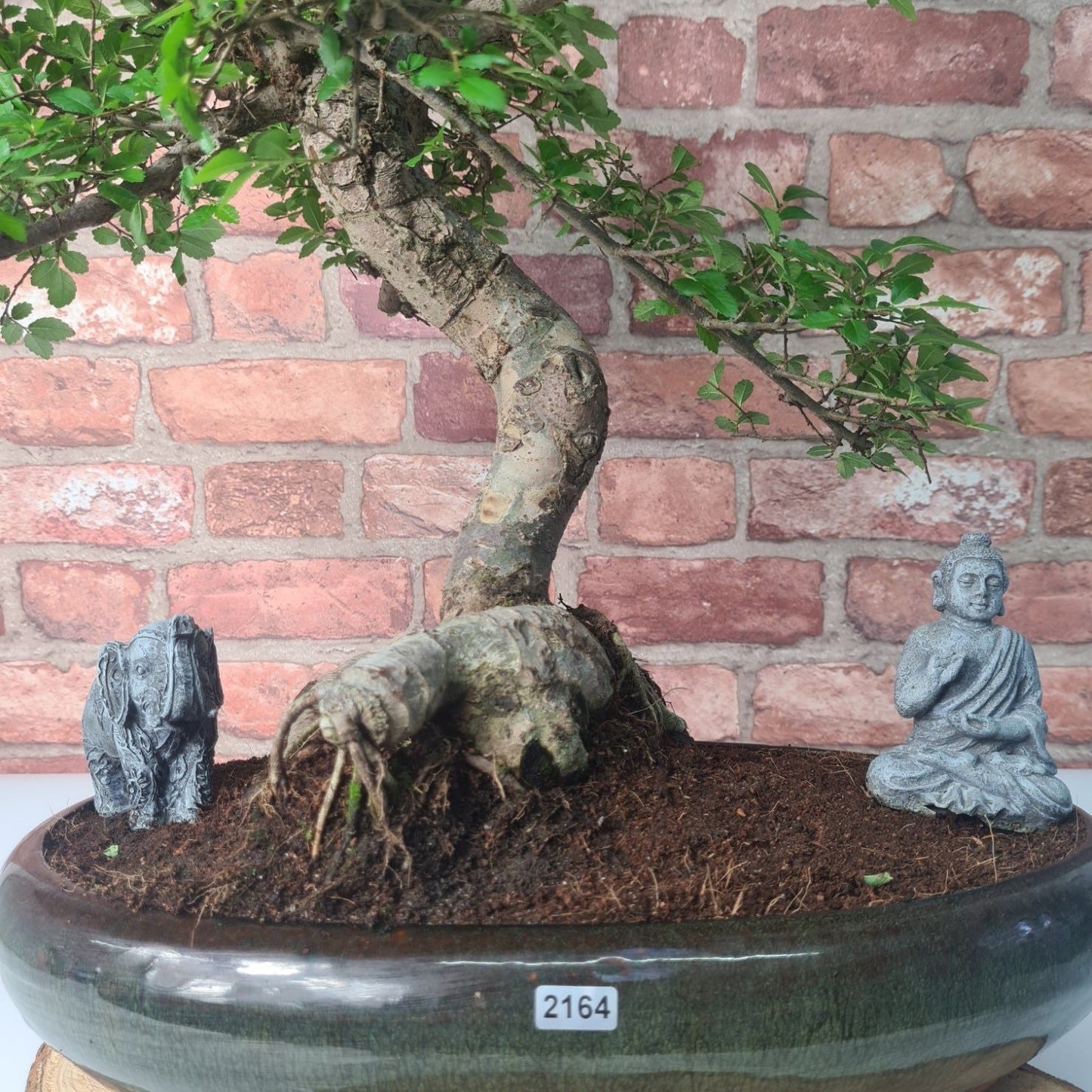Large Chinese Elm (Ulmus Parvifolia) Bonsai Tree | Shaped | In 35cm Pot