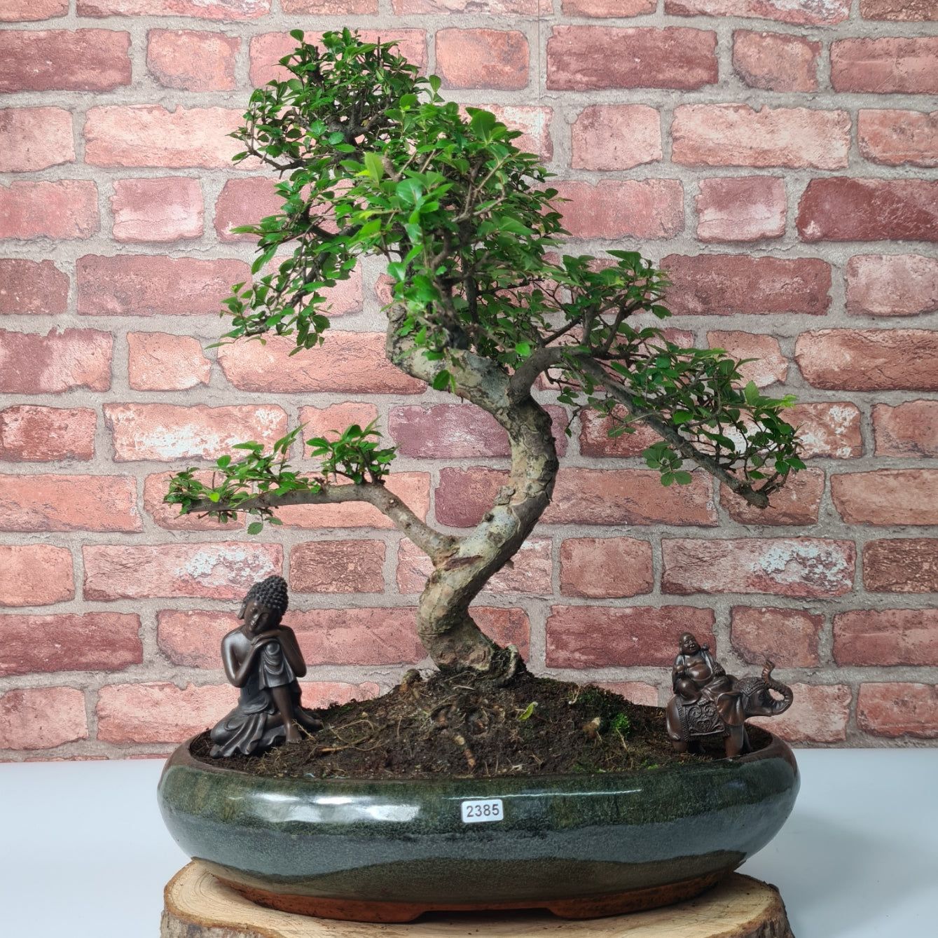 Large Chinese Elm (Ulmus Parvifolia) Bonsai Tree | Shaped | In 35cm Pot