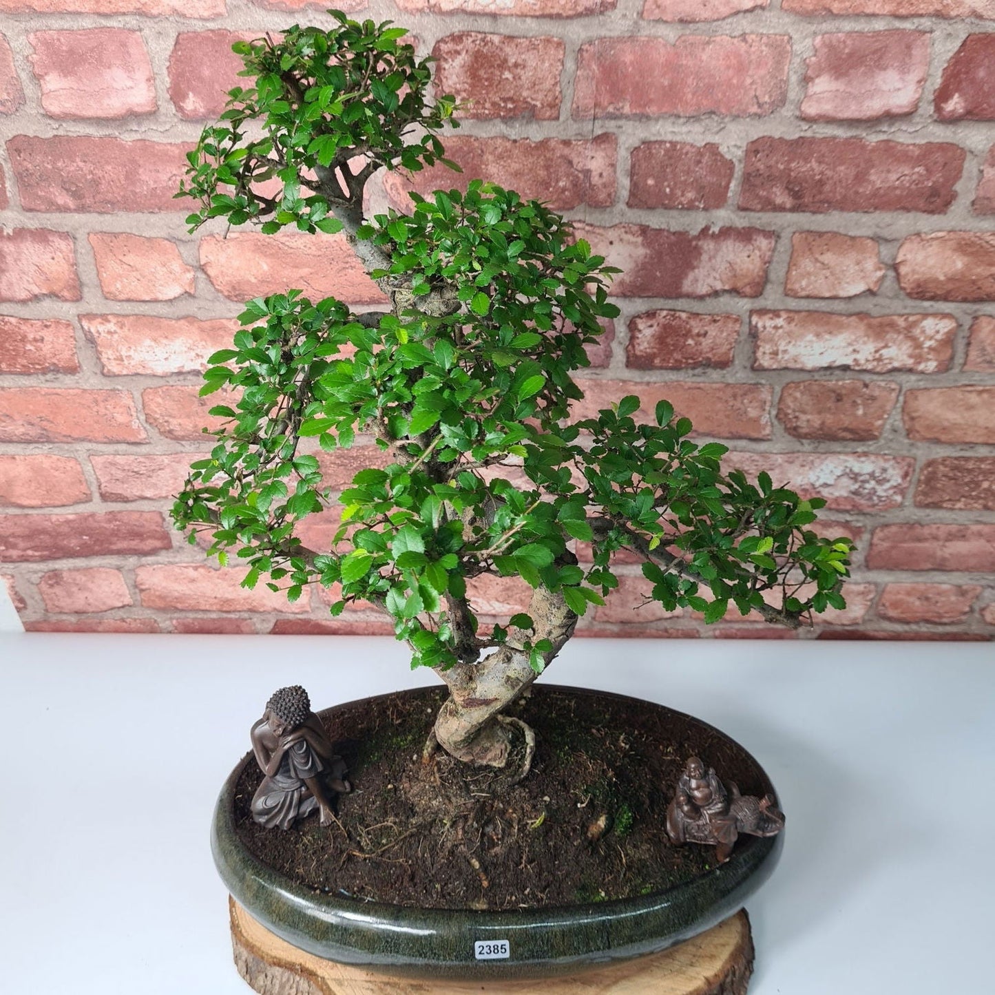 Large Chinese Elm (Ulmus Parvifolia) Bonsai Tree | Shaped | In 35cm Pot